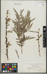 Foto von Salix purpurea L. x Salix viminalis L.